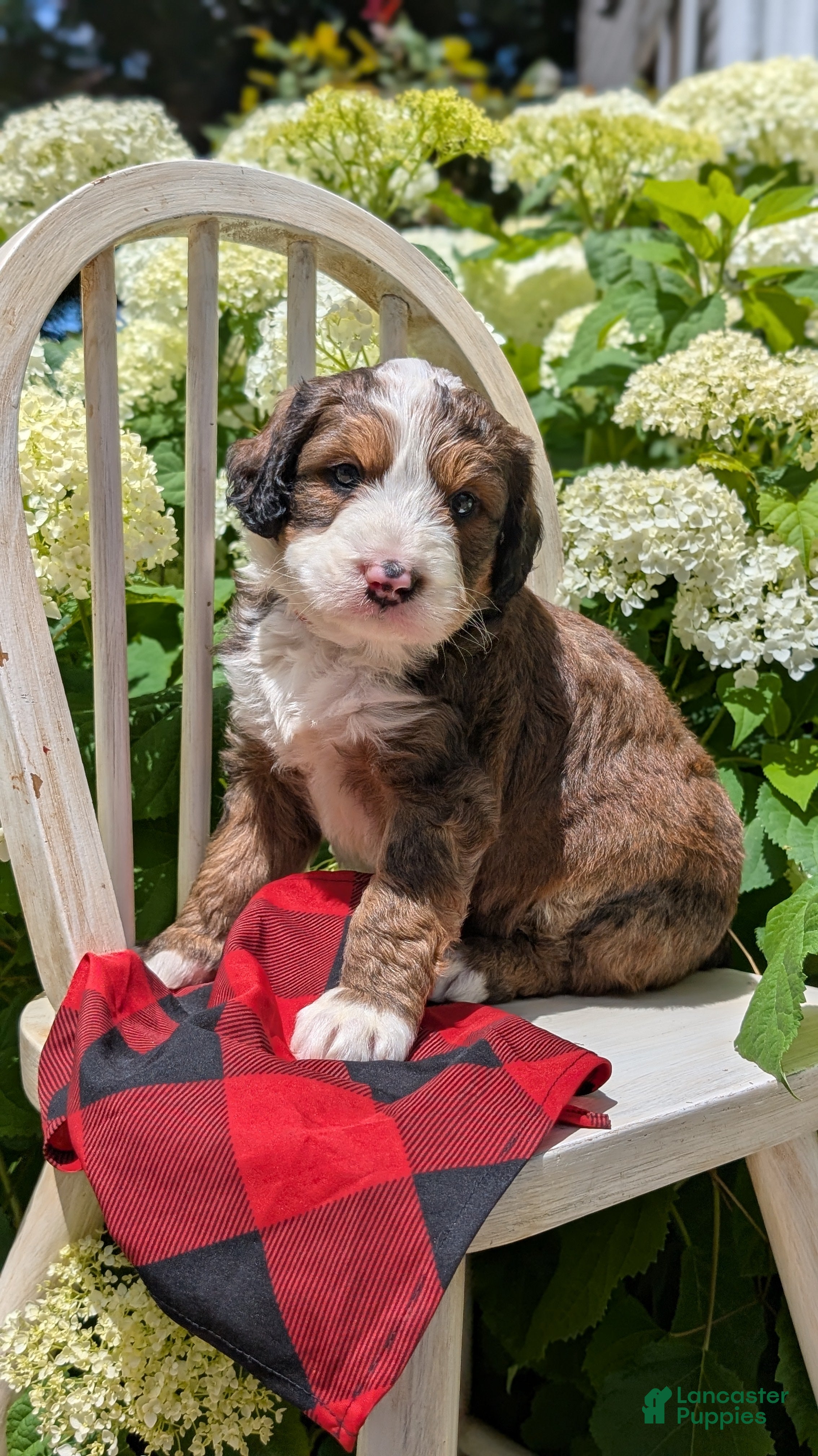 Bernedoodle dogs MOOSE - Ad 1
