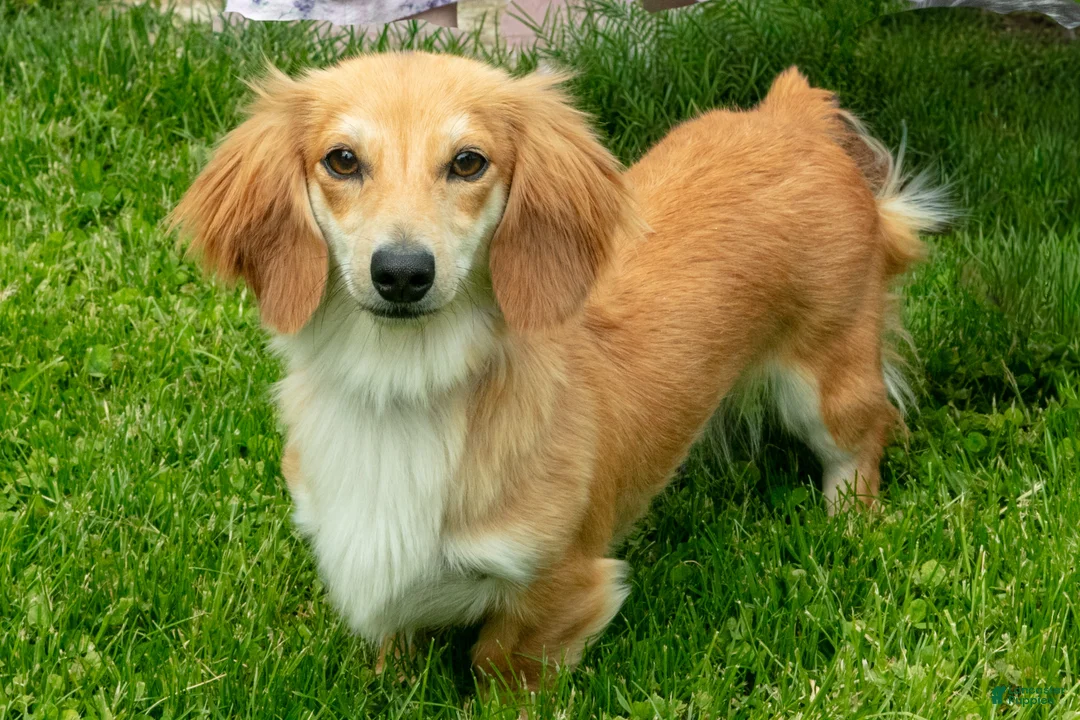 Miniature Dachshund dogs for sale: John - Ad 4