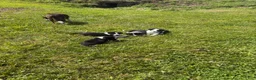 Border Collie dogs for sale: Panda  - Ad 3