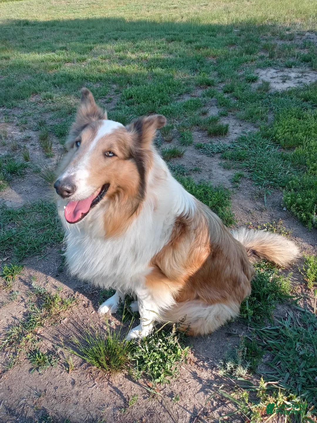 Collie dogs for sale: Alexa - Ad 2