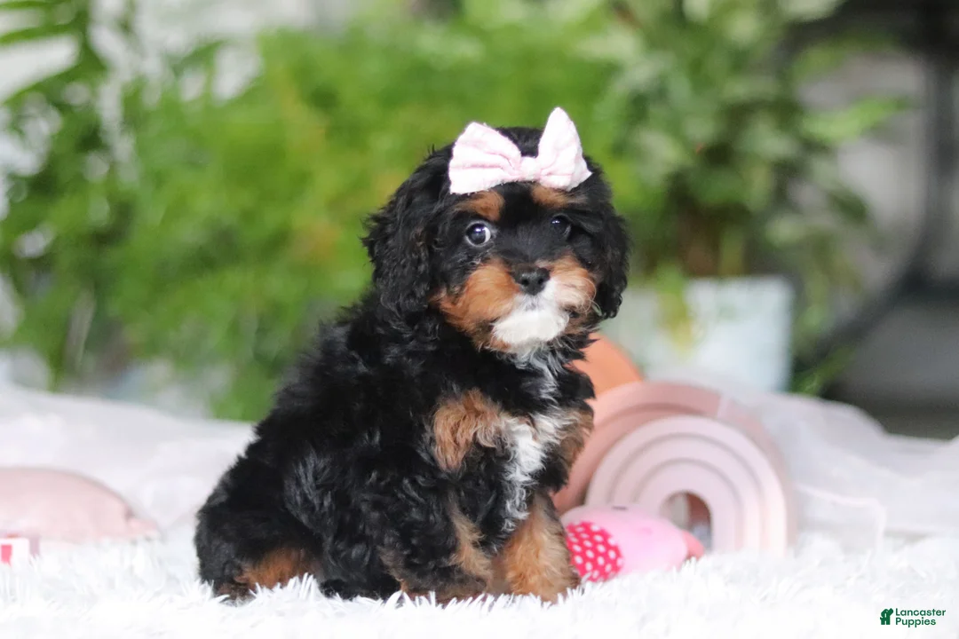Cavapoo dogs for sale: Charity - Ad 11