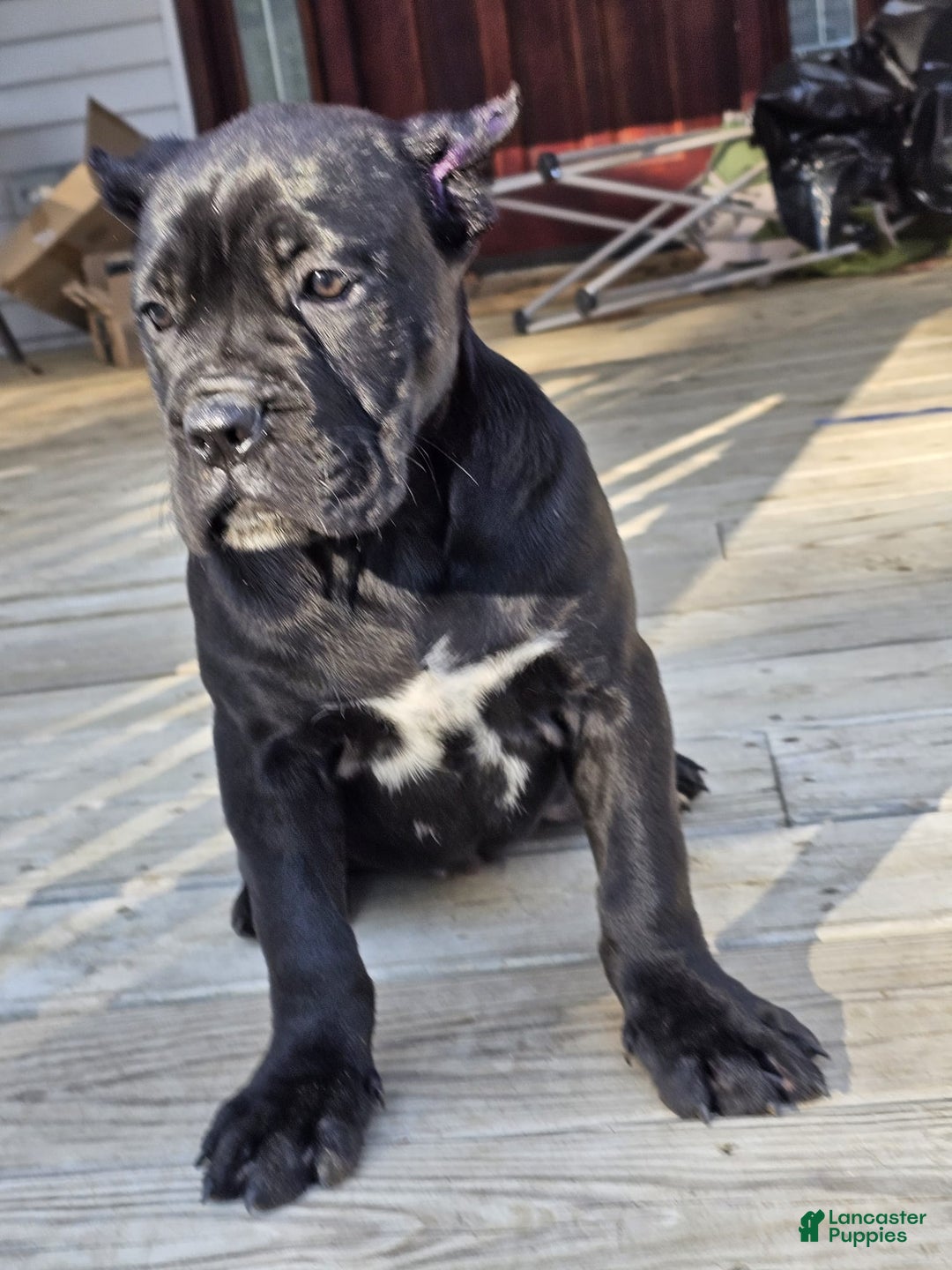 Cane Corso dogs for sale: QUEENIE - Ad 9