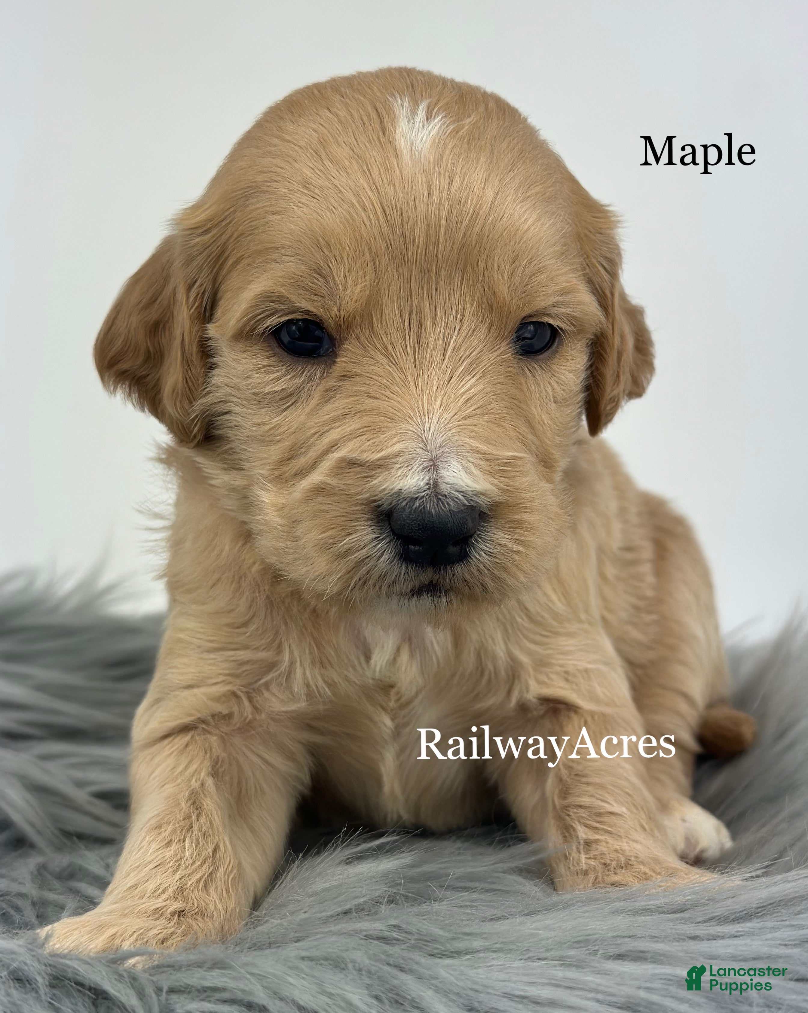 Goldendoodle dogs for sale: Maple - Ad 9