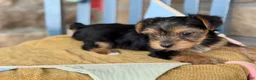 Yorkshire Terrier dogs for sale: Peanut - Ad 7