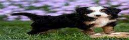 Mini Bernedoodle dogs for sale: George - Ad 5