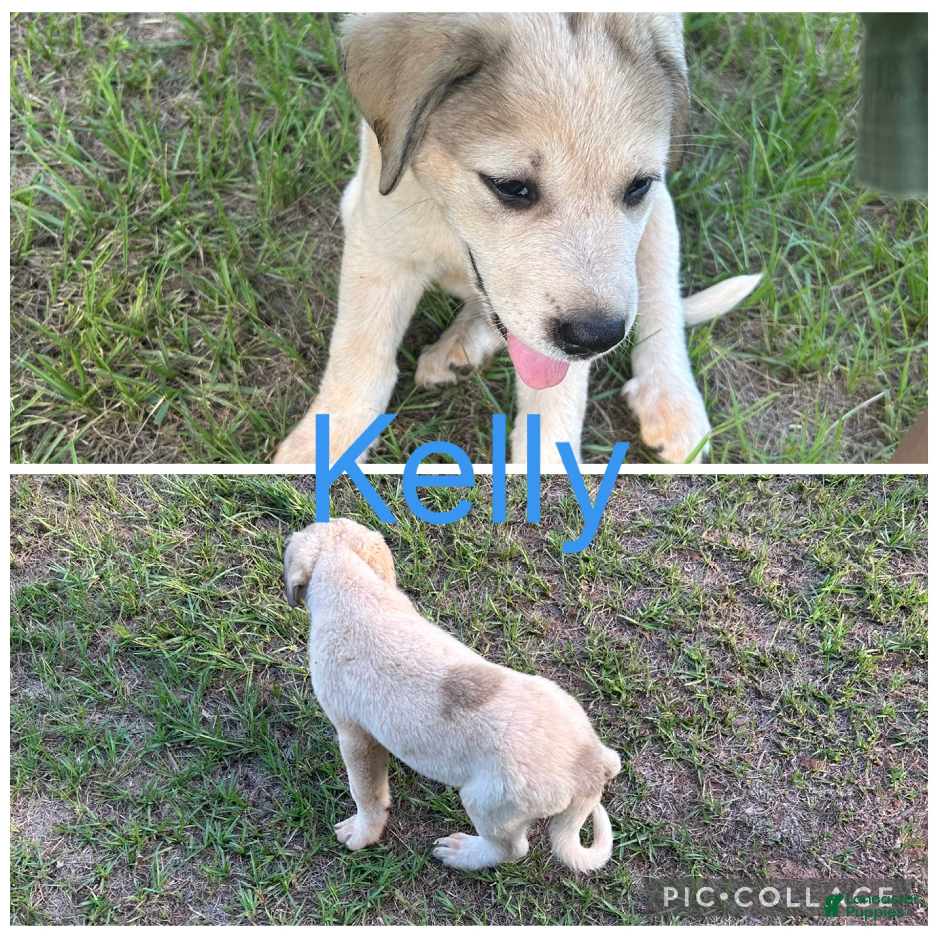 Mixed Breed dogs Mixed Breed Puppy 3 - Ad 15