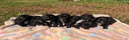 Bernedoodle dogs for sale: Abby - Ad 3