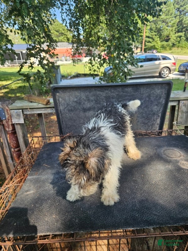 Wire Fox Terrier dogs Wire Fox Terrier Male 1 - Ad 1