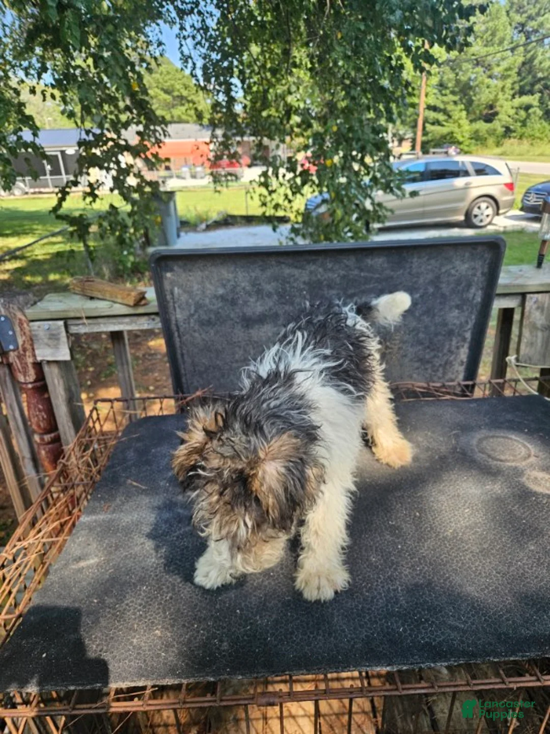 Wire Fox Terrier dogs for sale: Wire Fox Terrier Male 1 - Ad 1