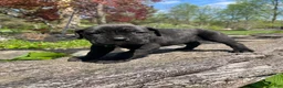 Cane Corso dogs for sale: Apollo - Ad 2