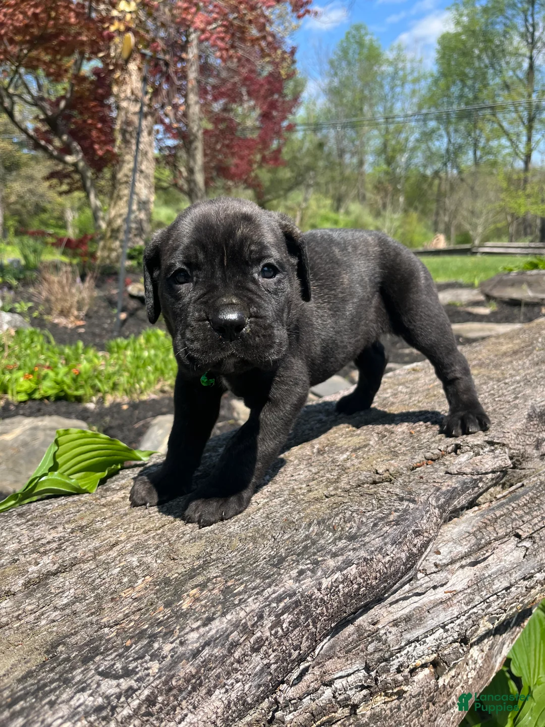 Cane Corso dogs for sale: Apollo - Ad 2