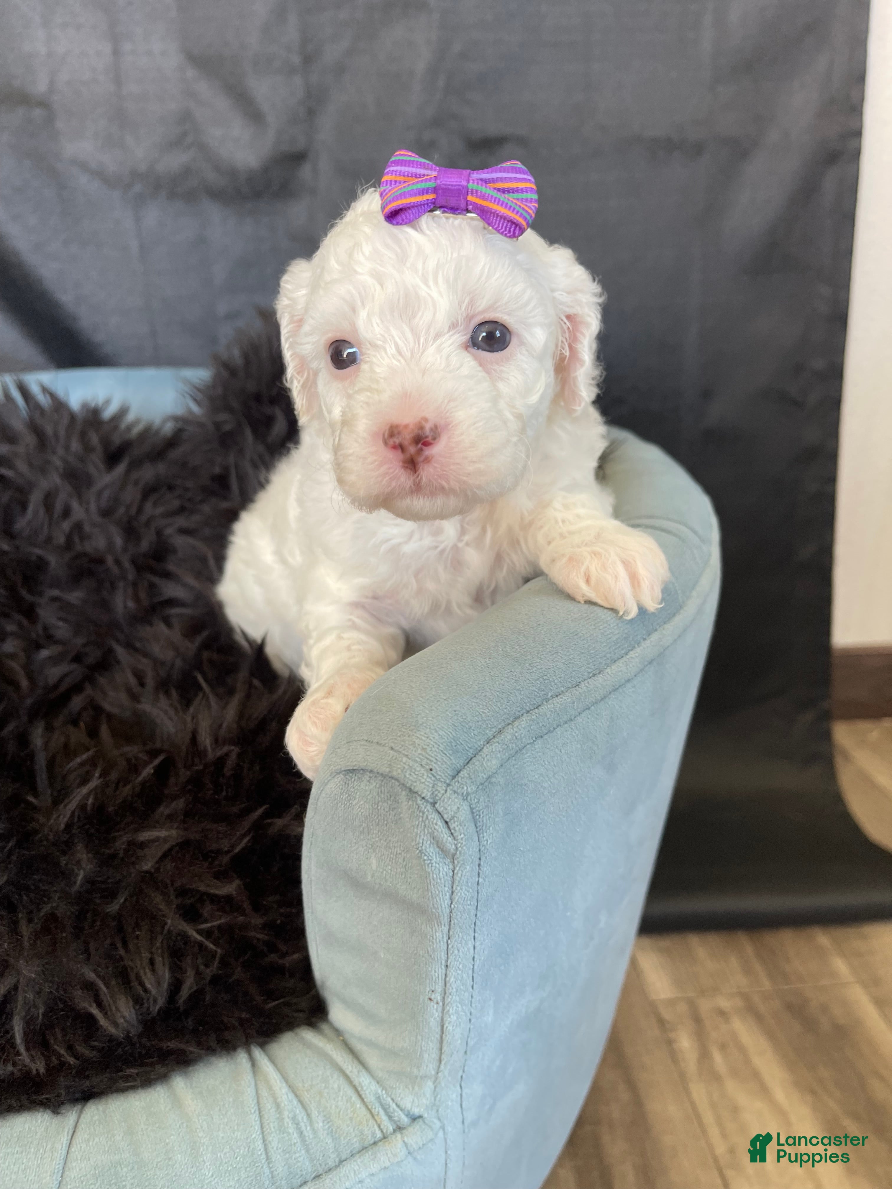 Miniature Poodle dogs Akc Clear 🧬 Tested Poodle Girl - Ad 3