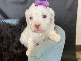 Miniature Poodle dogs Akc Clear 🧬 Tested Poodle Girl - Ad 3