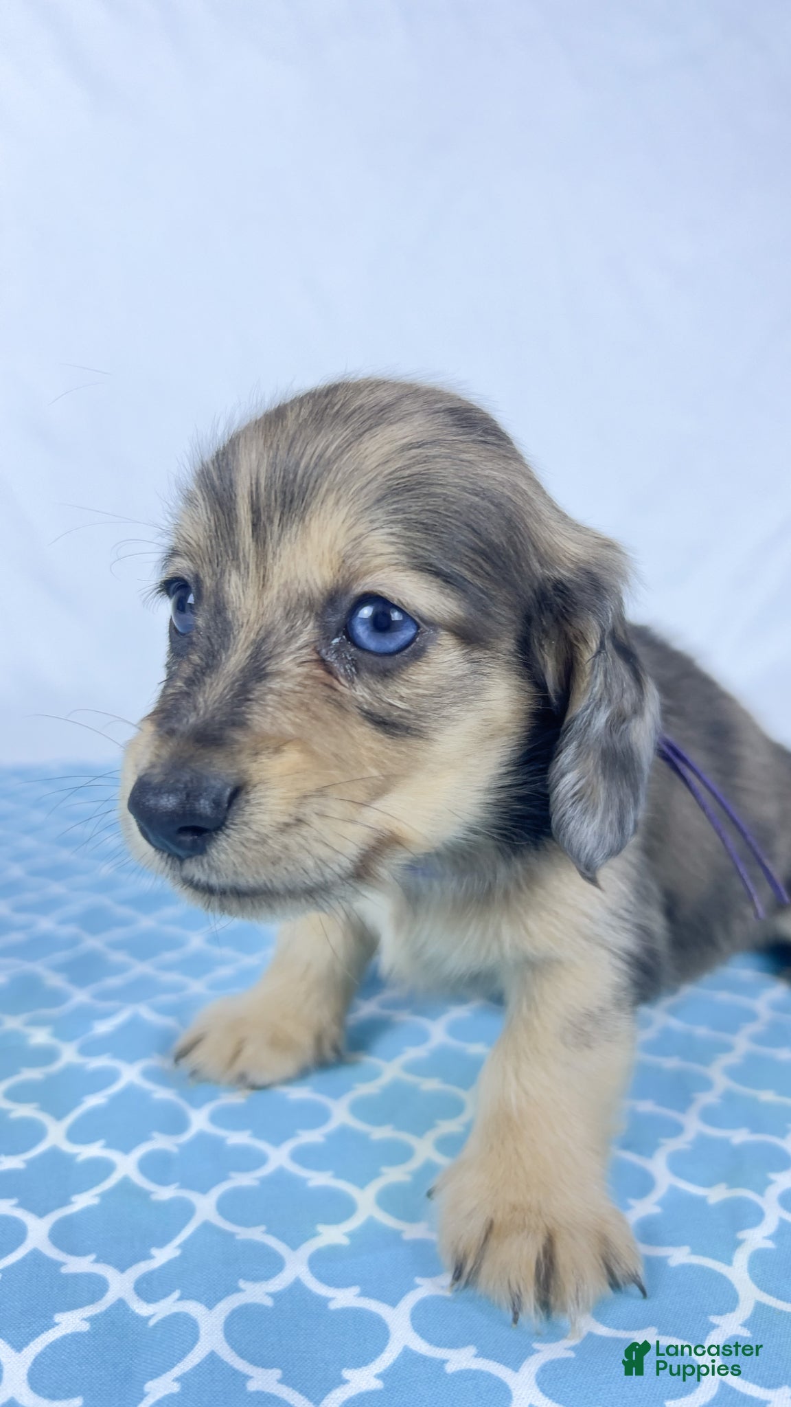 Miniature Dachshund dogs Chicken bake - Ad 37