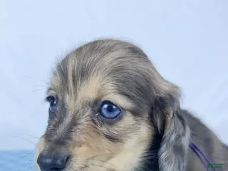 Miniature Dachshund dogs Chicken bake - Ad 37