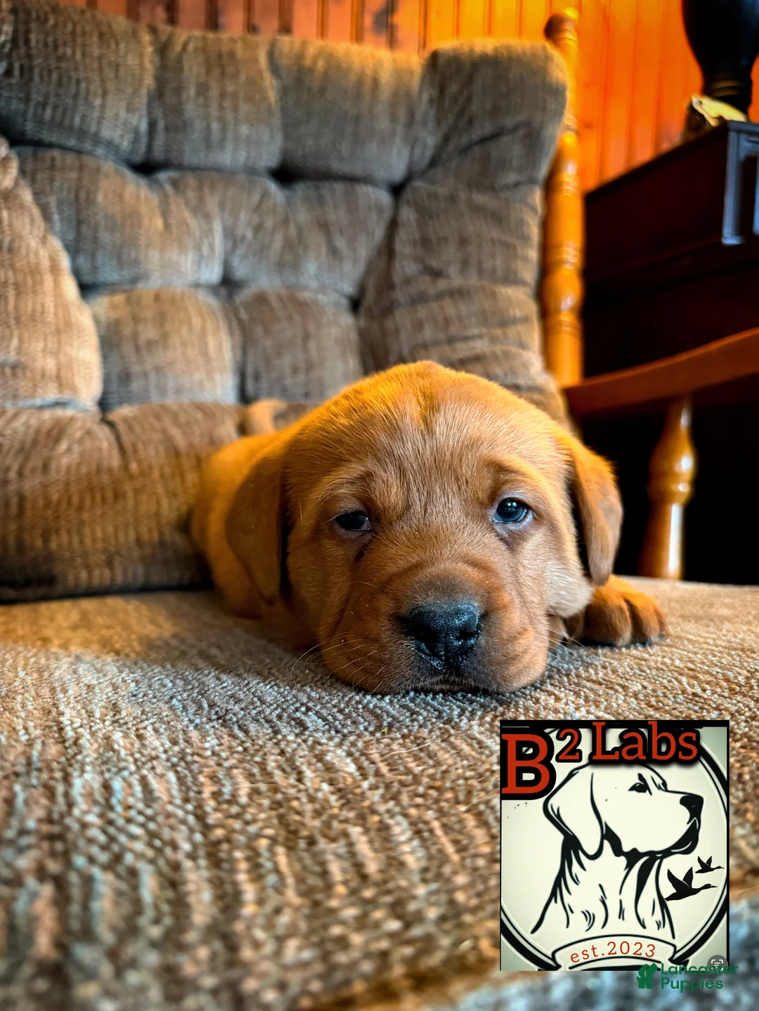 Labrador Retriever dogs for sale: Diesel  - Ad 2