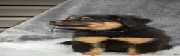 Mixed Breed dogs for sale: Socks - Ad 4