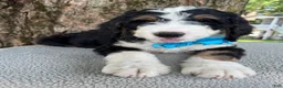 Bernedoodle dogs for sale: George  - Ad 13