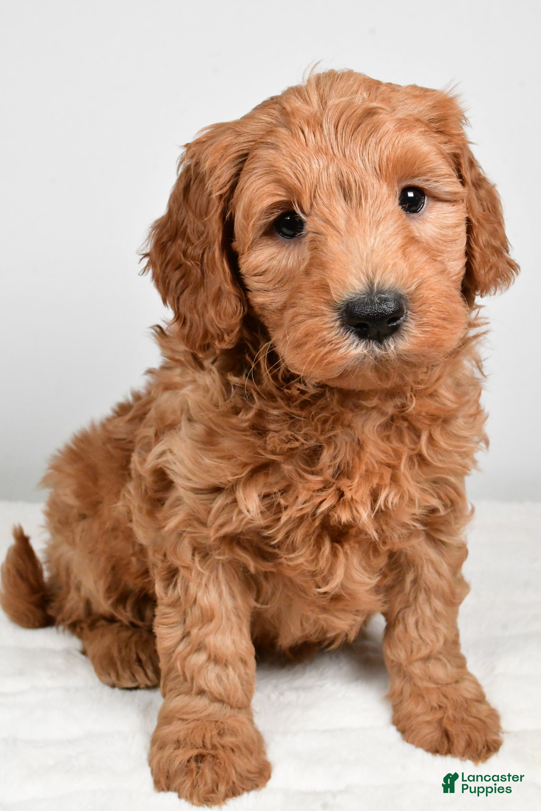 Mini Goldendoodle dogs Buster - Ad 4