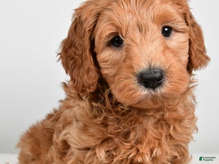 Mini Goldendoodle dogs Buster - Ad 4