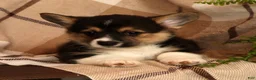 Welsh Corgi Pembroke dogs for sale: Jodi - Ad 5