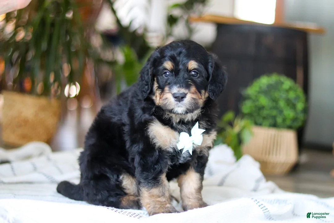 Bernedoodle dogs for sale: Jig - Ad 3