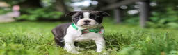 Boston Terrier dogs for sale: Meadow - Ad 6