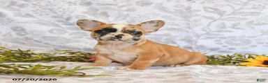 Darla