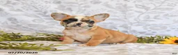 Frenchton dogs for sale: Darla - Ad 1