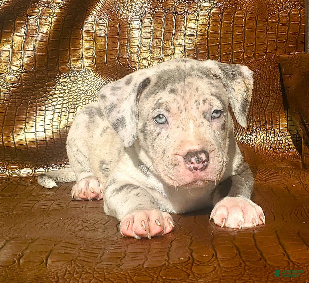 American Bully dogs for sale: "THA ROCK" - Ad 3