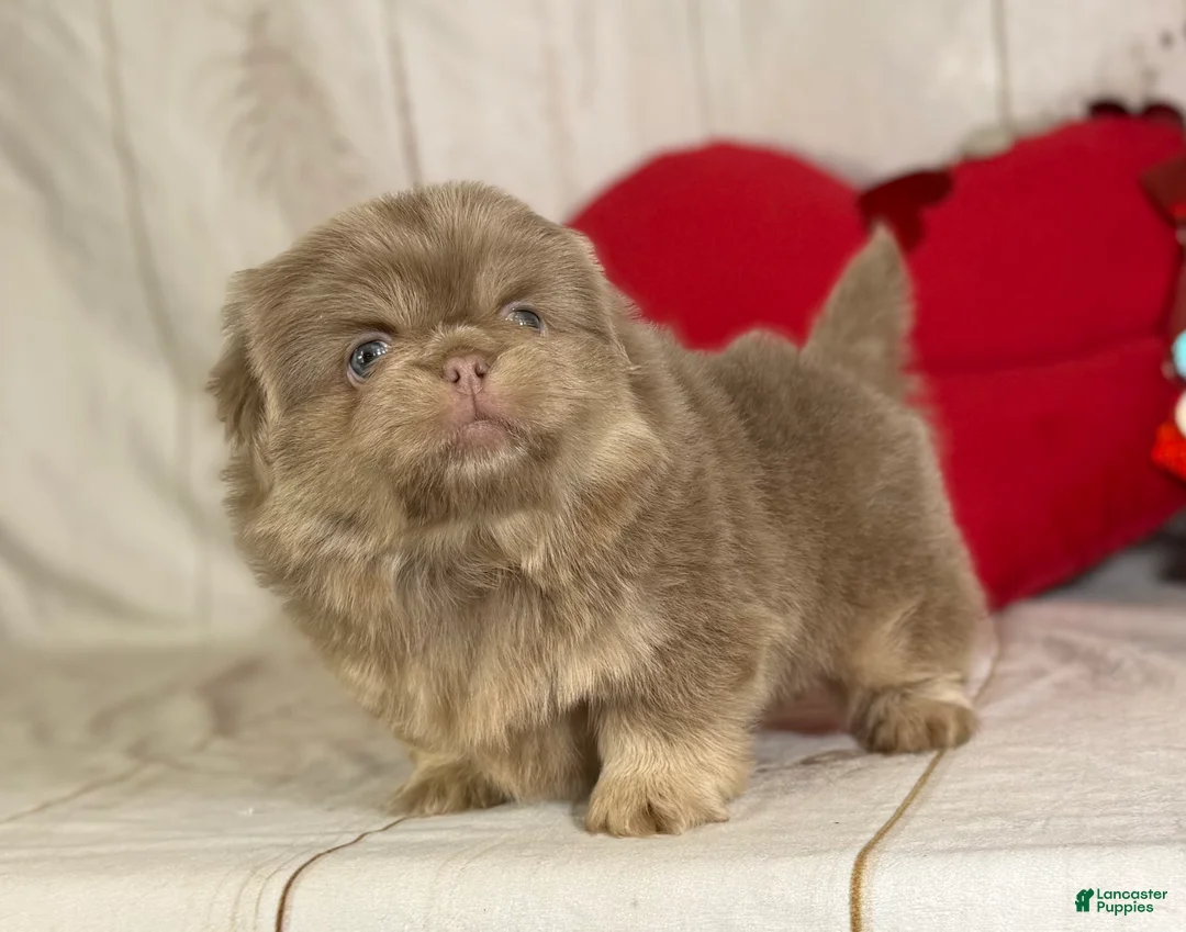 Pekingese dogs for sale: Akc DNA OFA Olaf- lilac tan points  - Ad 11