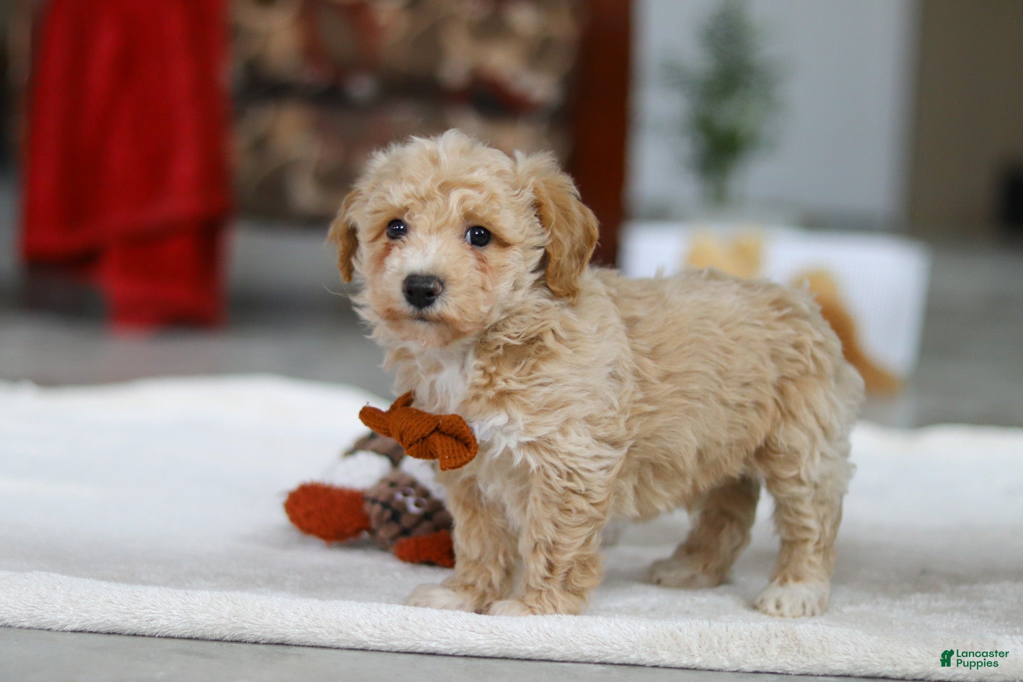 Bichpoo dogs Kory - Ad 2