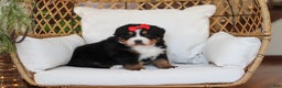 Bernese Mountain Dog dogs for sale: Princess Star - Ad 14
