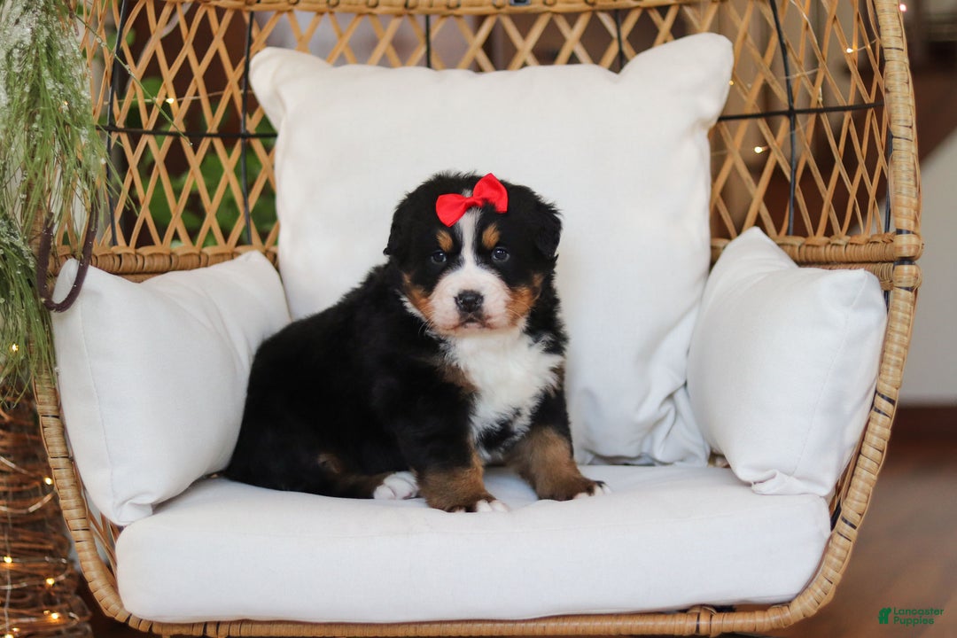 Bernese Mountain Dog dogs for sale: Princess Star - Ad 14