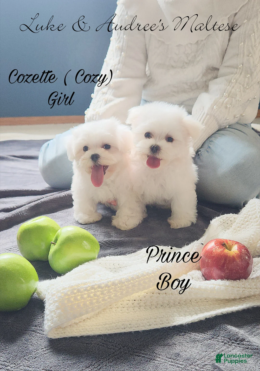 Maltese dogs for sale: Cozette ( cozy) girl.  - Ad 1