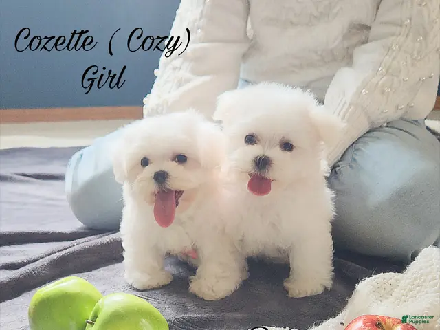 Maltese dogs Cozette ( cozy) girl. - Ad 1
