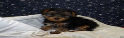 Yorkshire Terrier dogs for sale: Jade - Ad 5