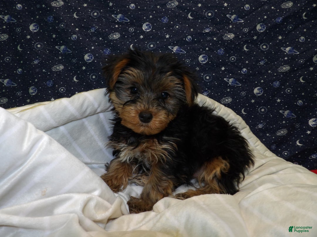 Yorkshire Terrier dogs for sale: Jade - Ad 5
