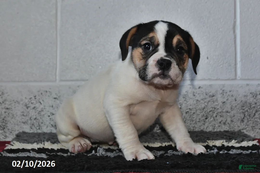 Beabull dogs for sale: Josie - Ad 1
