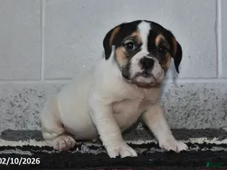 Beabull dogs Josie - Ad 14