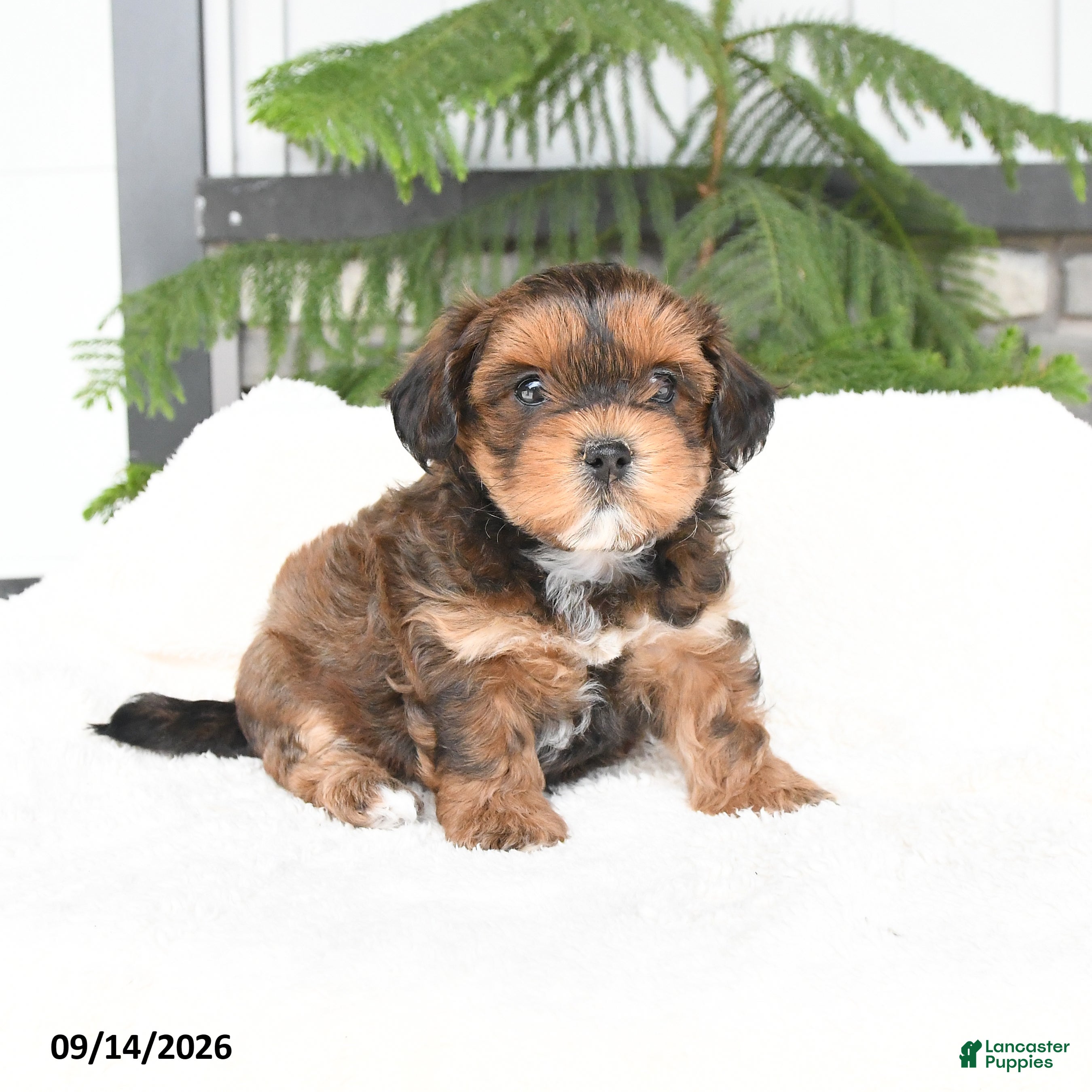 Mixed Breed dogs Alivia - Ad 2
