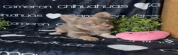 Chihuahua dogs for sale: Aspen Lavender Long Coat - Ad 1