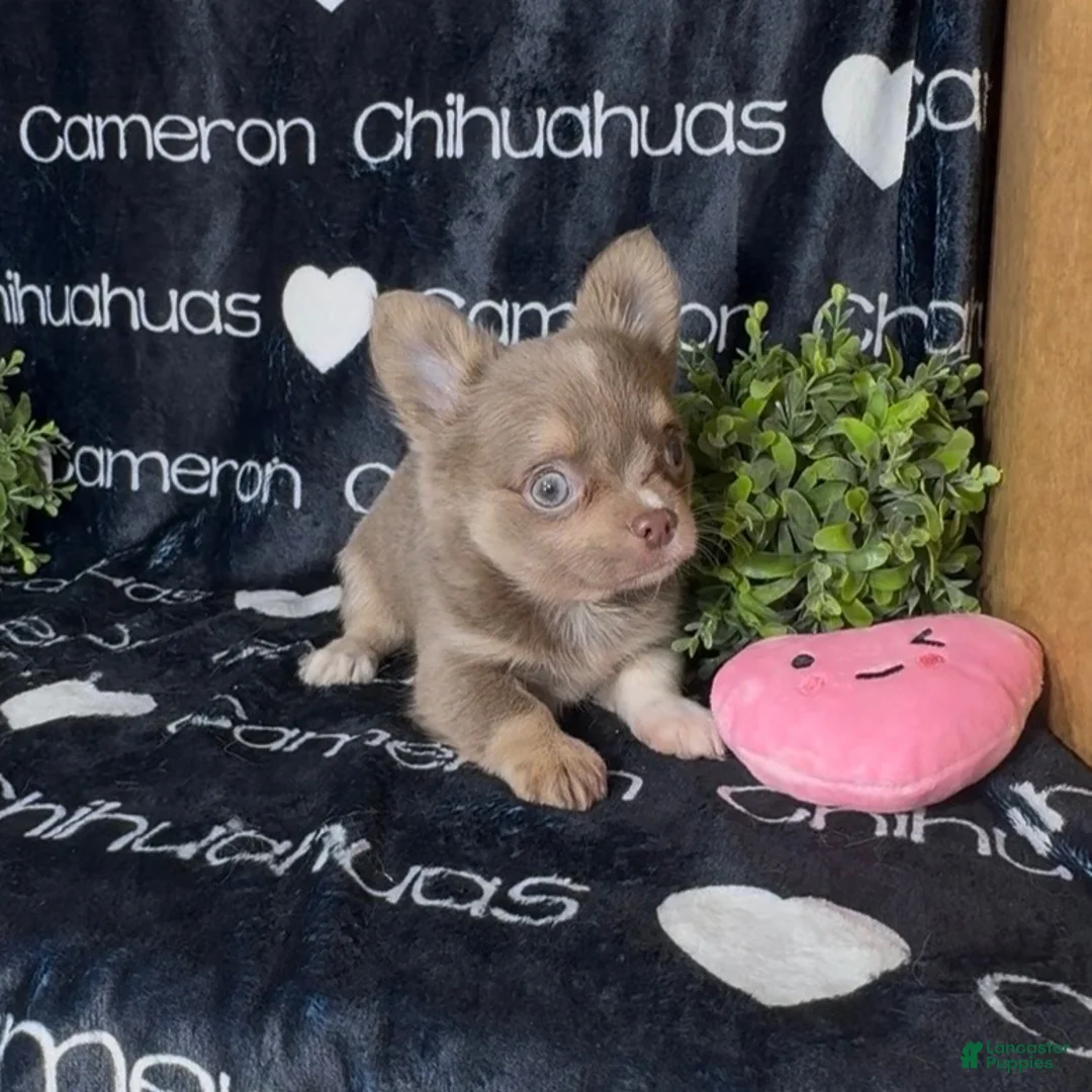 Chihuahua dogs for sale: Aspen Lavender Long Coat - Ad 1