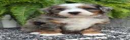 Mini Bernedoodle dogs for sale: Mini Knox - Ad 14