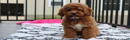 Cockapoo dogs for sale: Phoebe  - Ad 5