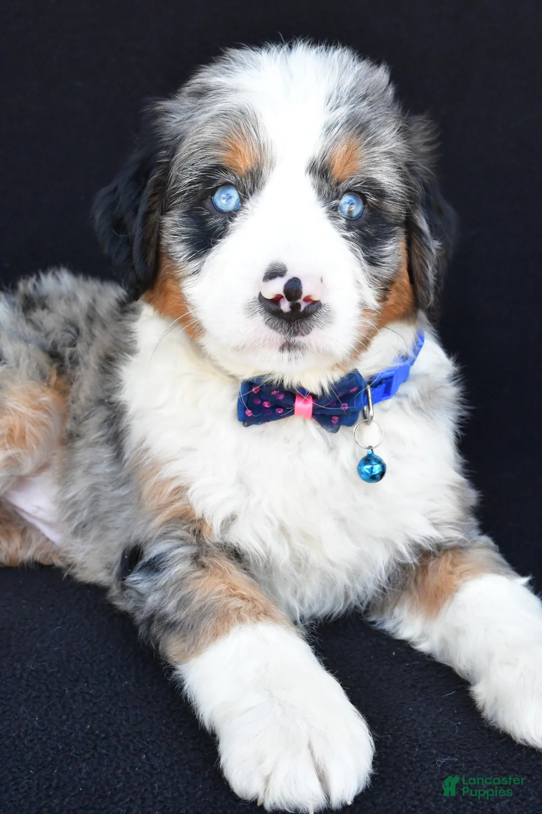 Mini Bernedoodle dogs for sale: Lamar - Ad 2