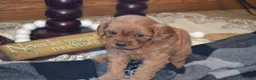 Cavapoo dogs for sale: Kara - Ad 4