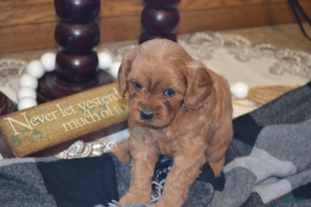 Cavapoo dogs for sale: Kara - Ad 4