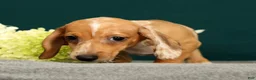 Miniature Dachshund dogs for sale: Paris - Ad 5