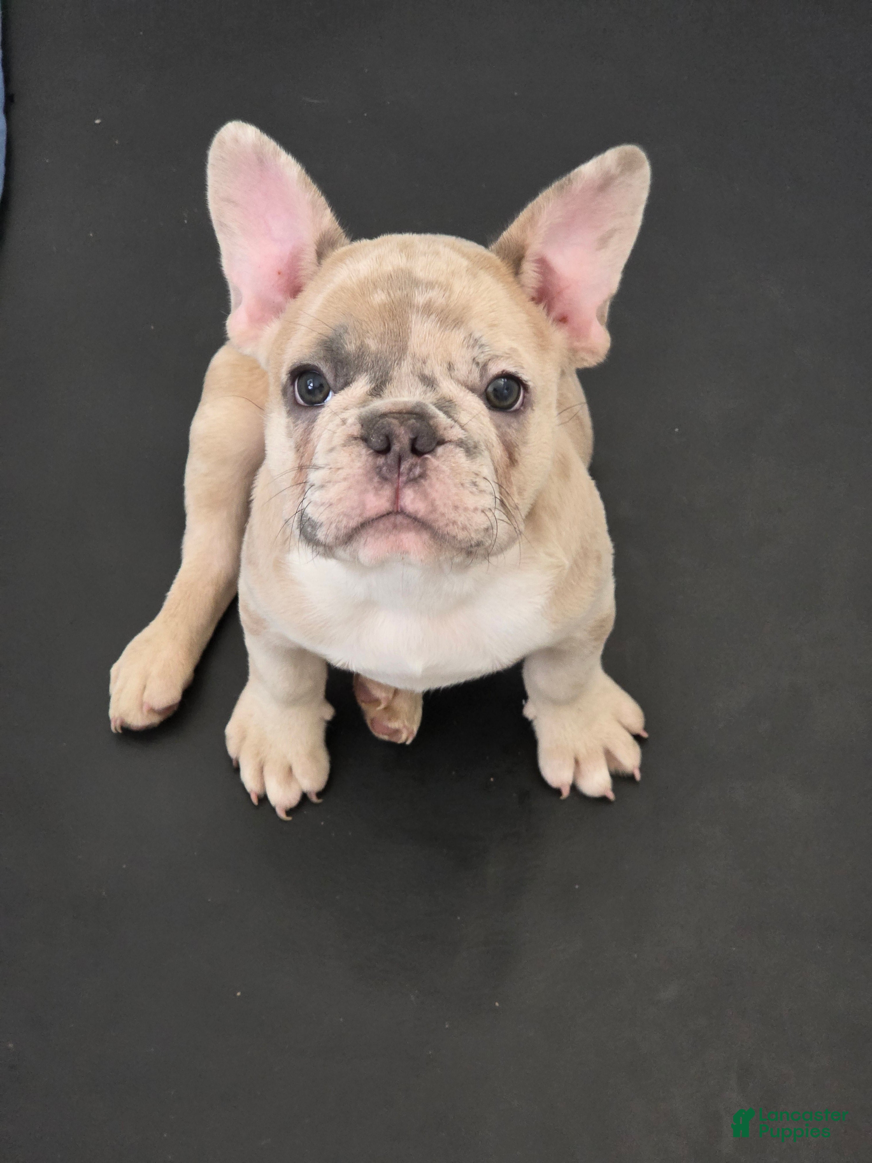 French Bulldog dogs Kona - Ad 1